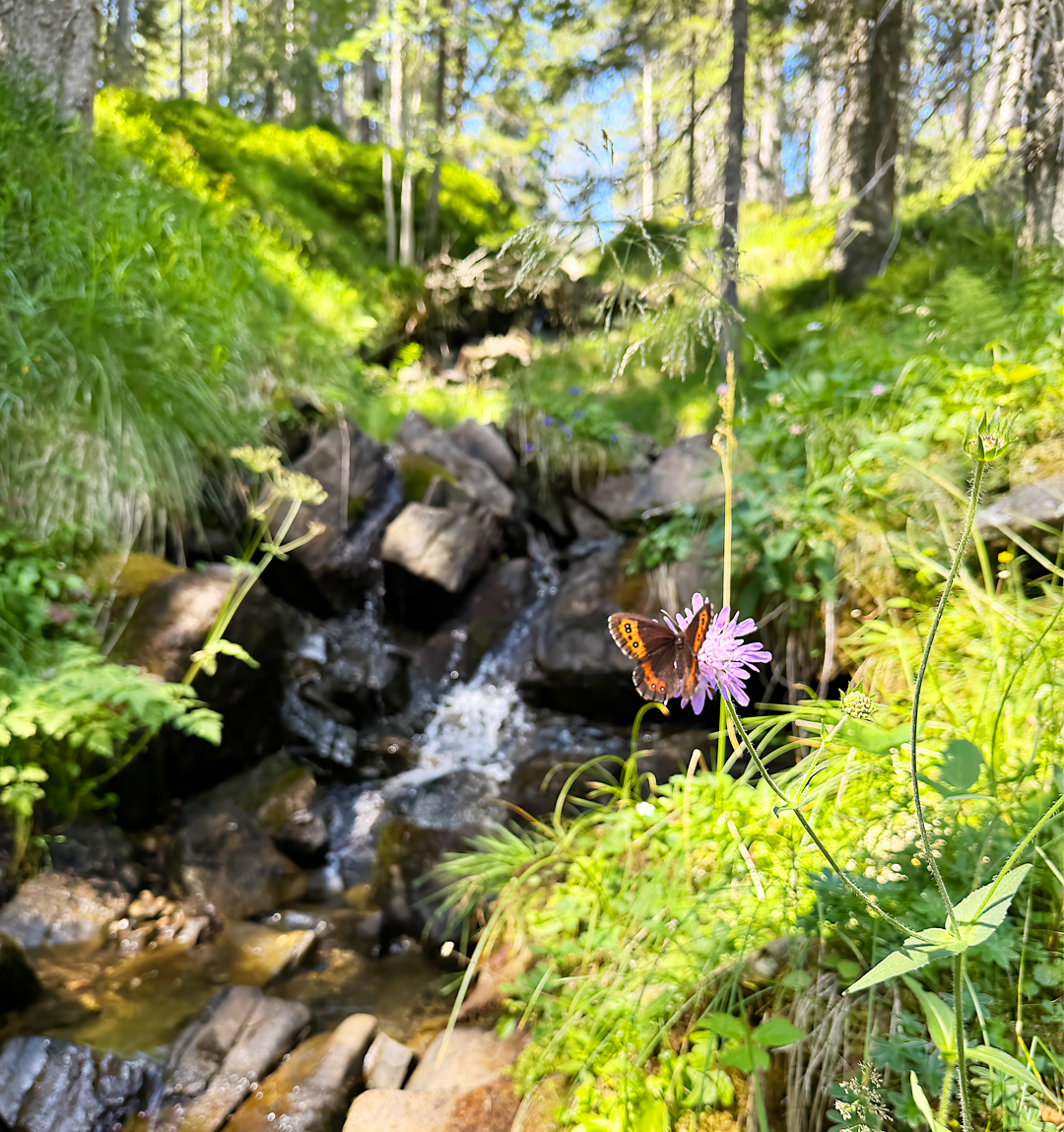 Schmetterling am Bergbach im Glaubenberg – persönliche OFF-Zeit von ONOFF Gründer Marco Oetterli